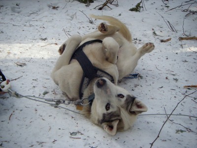 Dogsledding5